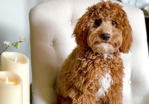 Love candles but have clumsy pets?